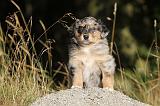 BERGER AUSTRALIEN PUPPIES 188
